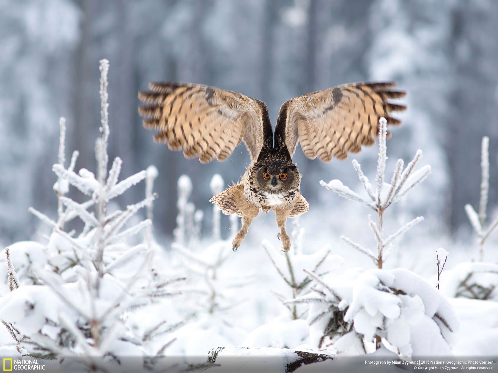 Zachwycają przyroda, czyli najlepsze zgłoszenia National Geographic Photo Contest 2015 5