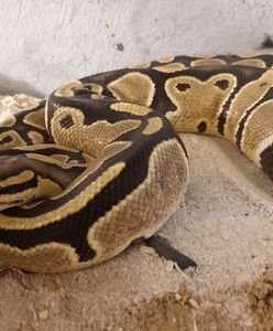 Wrocław. Zbysław czeka na miłość