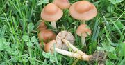 Te grzyby mają zabawną nazwę, ale są smaczne. Można z nich zrobić obłędny sos