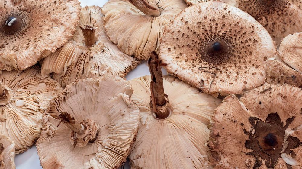 Grzyb kania jest bardzo ceniony w kuchni