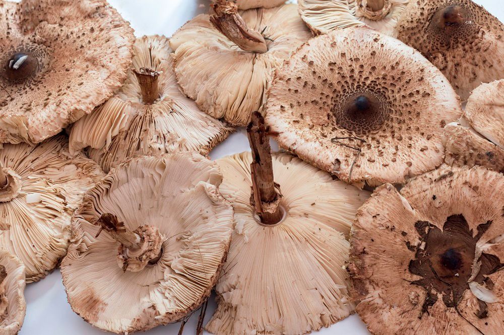 Różnią się szczegółem. Tak odróżnisz kanię od muchomora