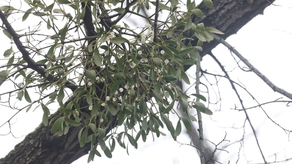 ulica orzeszkowej rosnie tutaj jemiola