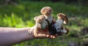 Znasz się na grzybach? Ten quiz to zweryfikuje