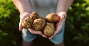 Sytuacja na rynku ziemniaków: Ceny spadły trzykrotnie