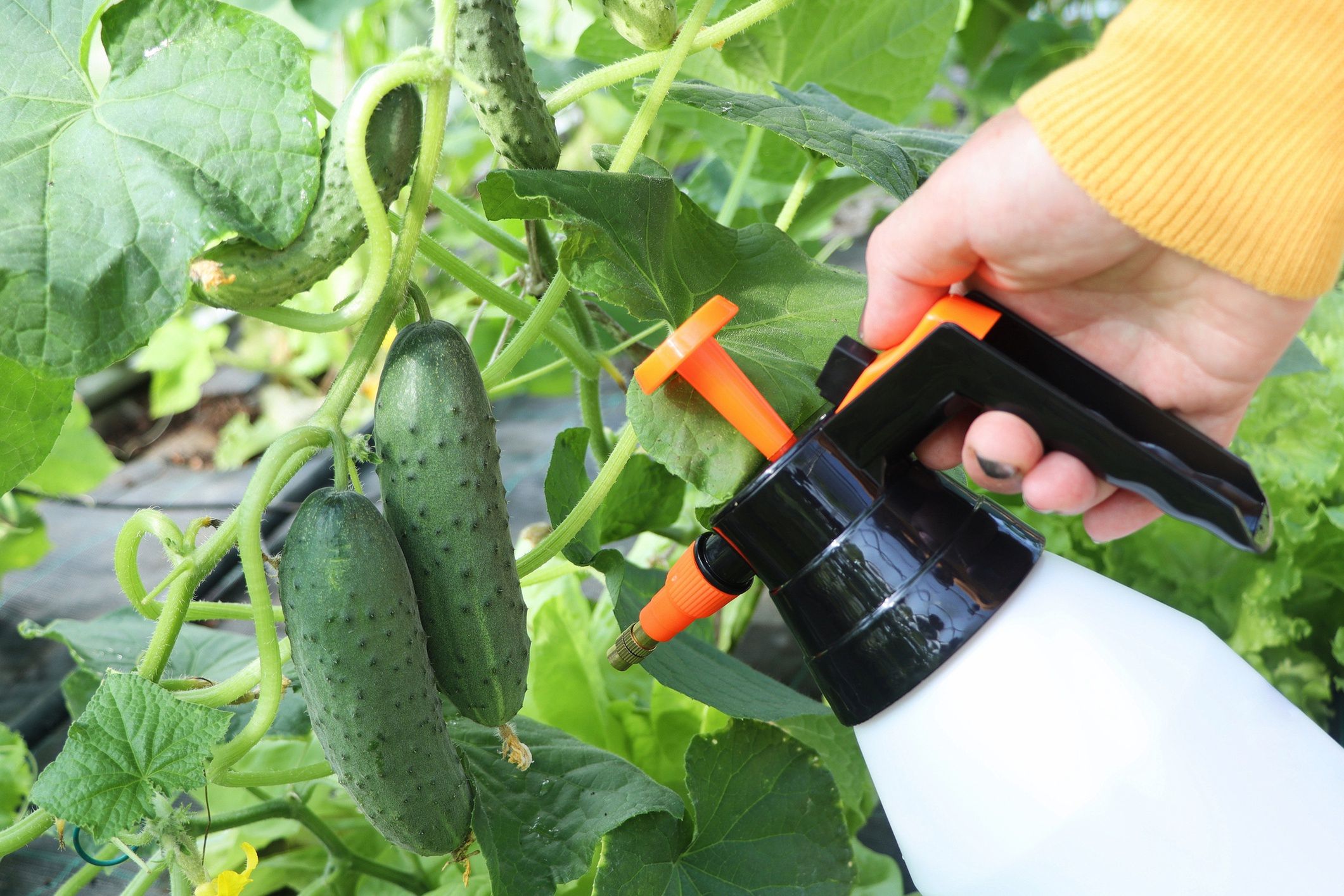 Woman working in greenhouse with sprayer. Gardener in respirator taking care of cucumber plants
Woman working in greenhouse with sprayer. Gardener in respirator taking care of cucumber plants .
Vaivirga