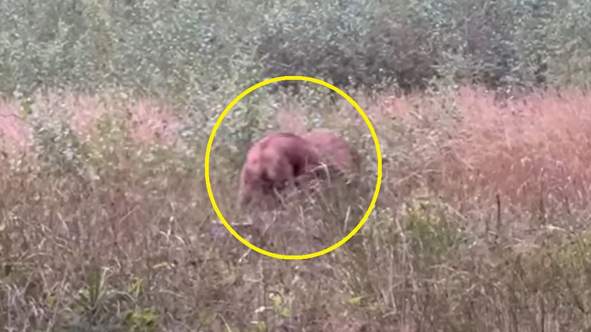 Nadleśniczy z Nadleśnictwa Waliły w woj. podlaskim był świadkiem wyjątkowego spektaklu.