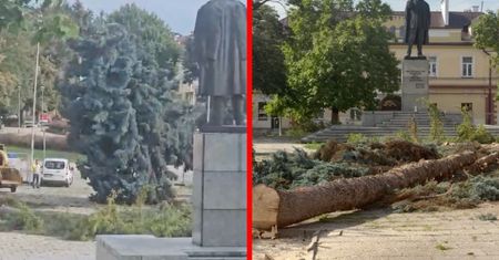 Wycięli 50-letnie drzewa. Nie pasowały im do nowej koncepcji placu