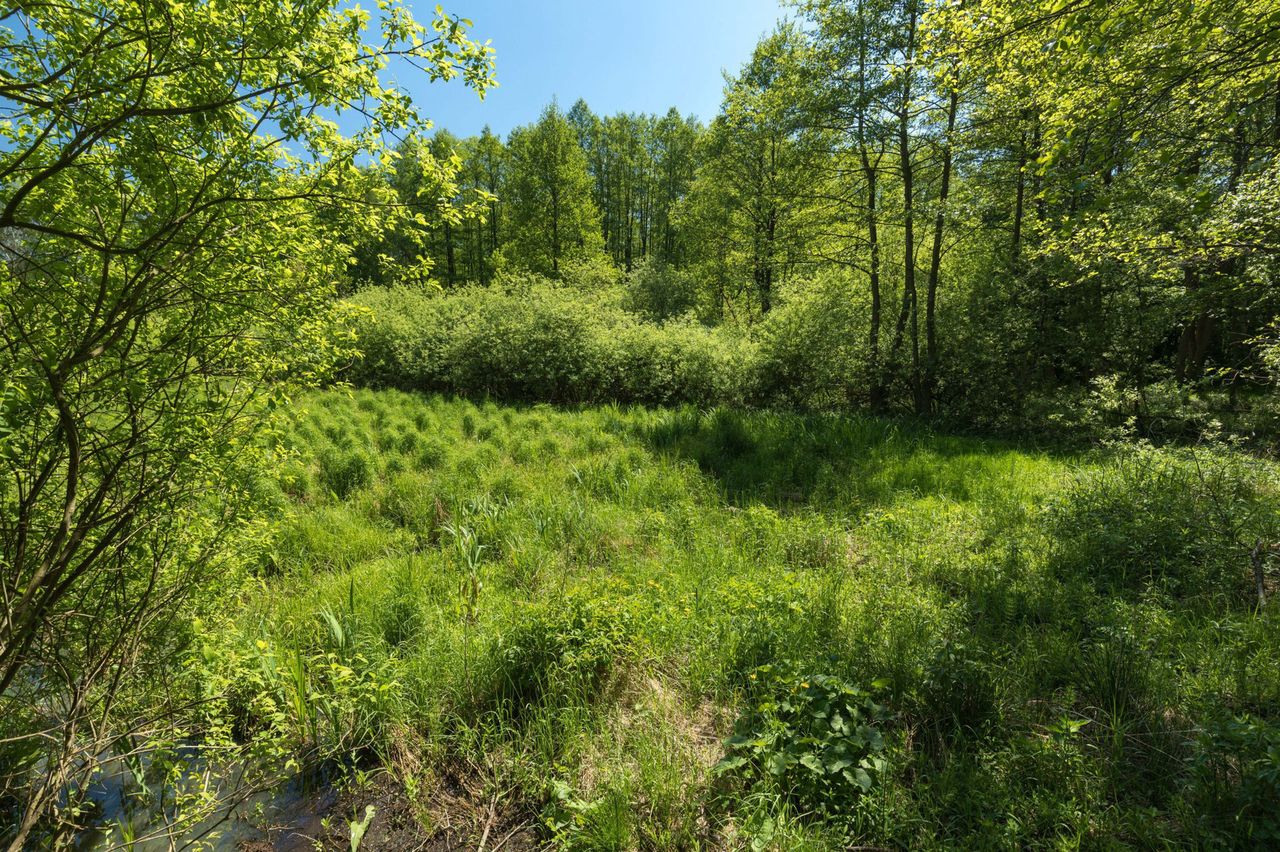 Las Bemowo, rezerwat przyrody Łosiowe Błota