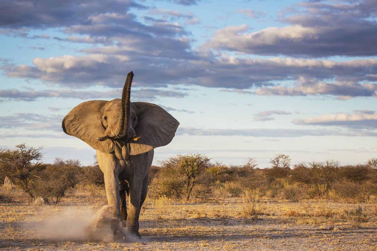 Tragedy at Kruger: Tourist killed protecting grandkids