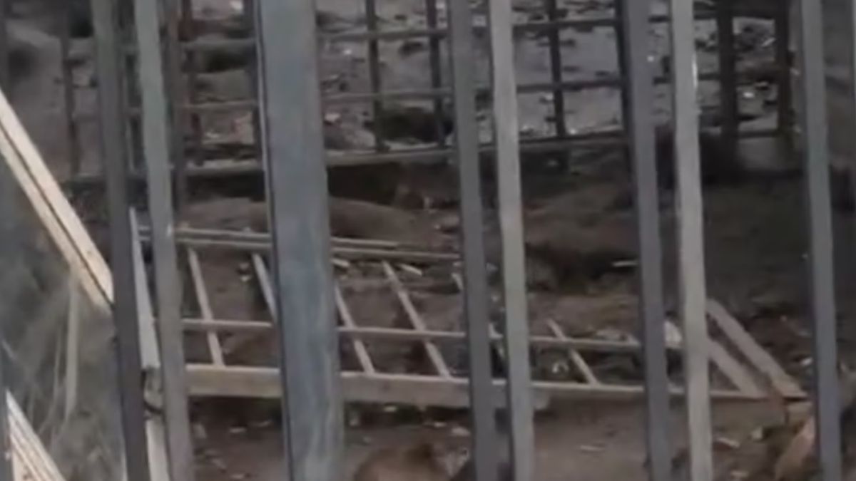 Plaga szczurów na warszawskim osiedlu.