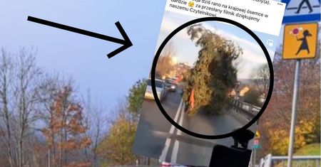 Wiózł drzewo po krajowej ósemce. Nagranie niesie się po sieci