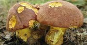 Są pod ochroną. Tych grzybów nie zbieraj, bo słono zapłacisz
