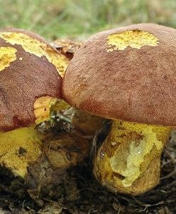 Są pod ochroną. Tych grzybów nie zbieraj, bo słono zapłacisz