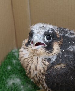 Dolny Śląsk. Sokola młodzież prawie na swoim. Uczą się wolności