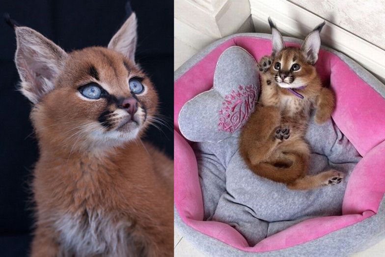 Małe karakale: najsłodsze koty na świecie? (ZDJĘCIA)