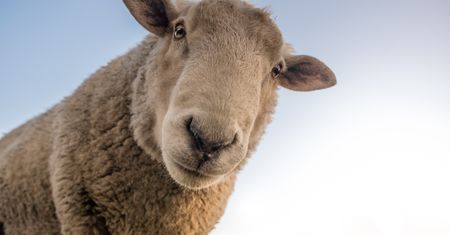 Owce to inteligentne zwierzęta. Potrafią rozpoznać twarz na portrecie!