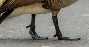 Jakie zwierzę jest na zdjęciu? 