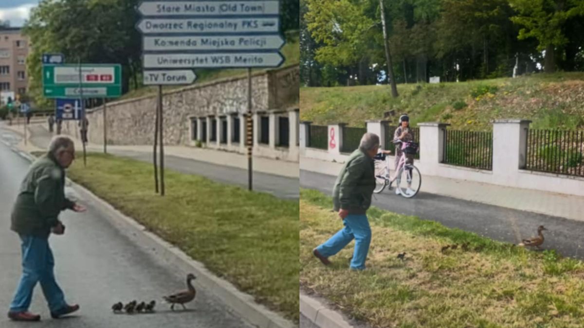 Niecodzienna sytuacja w Toruniu. Mężczyzna przeprowadzał kaczki