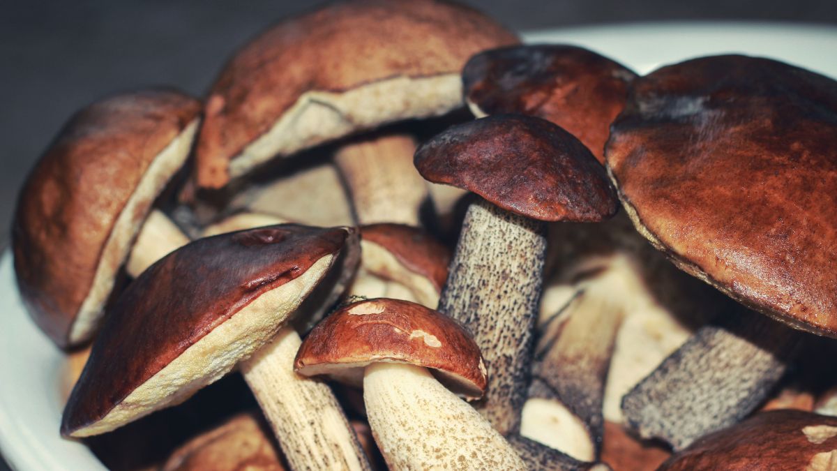 Koźlarze to popularne w Polsce grzyby 