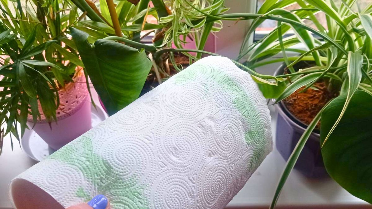 Tak podlewam kwiaty doniczkowe, kiedy wyjeżdżam 