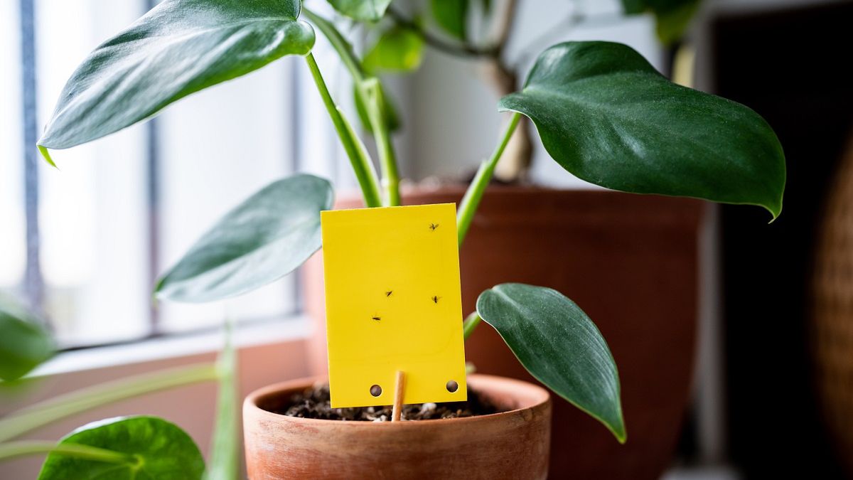 Na ziemiórki pomaga nie tylko żółty lep.