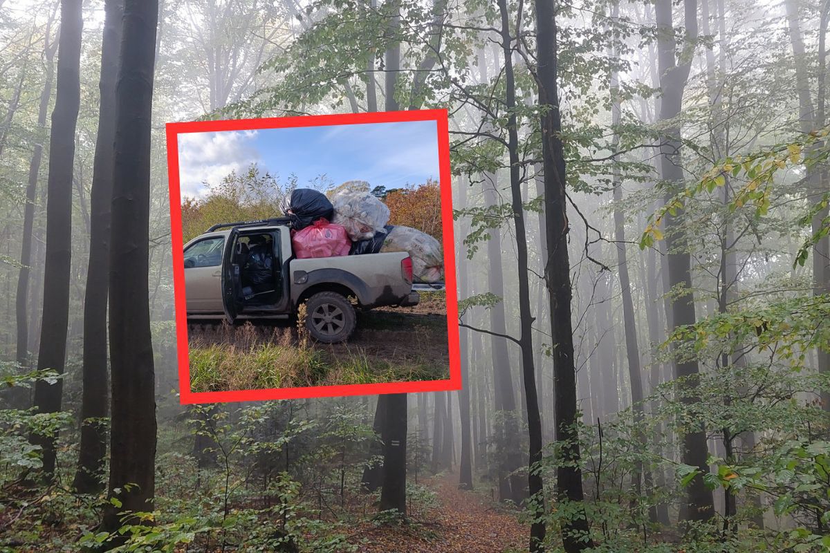 Leśnicy wywieźli pełne auto. Nie kryją złości. "Sprawa na policji"