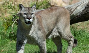 Puma zaatakowała dziecko. Podkradła się od tyłu