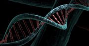 Mamy 20 proc. ich DNA. Tajemniczy przodkowie sprzed 1,5 mln lat