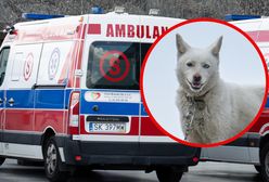 Dramat w Stalowej Woli. Husky zaatakował dziecko