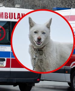 Dramat w Stalowej Woli. Husky zaatakował dziecko