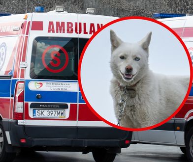 Dramat w Stalowej Woli. Husky zaatakował dziecko