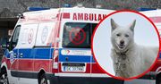 Dramat w Stalowej Woli. Husky zaatakował dziecko