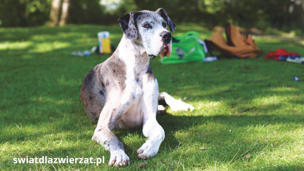 Dog niemiecki blue merle, niebieski marmurkowy