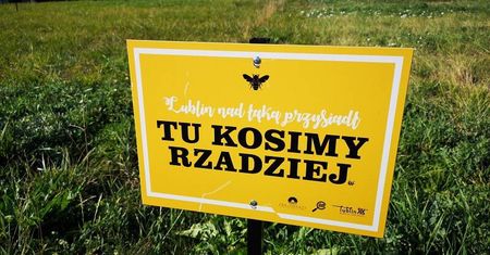 Będzie więcej naturalnych łąk kwietnych w Lublinie. By owadom żyło się lepiej