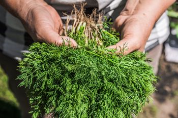 Kiedy siać koper do gruntu? Pilnuj terminu