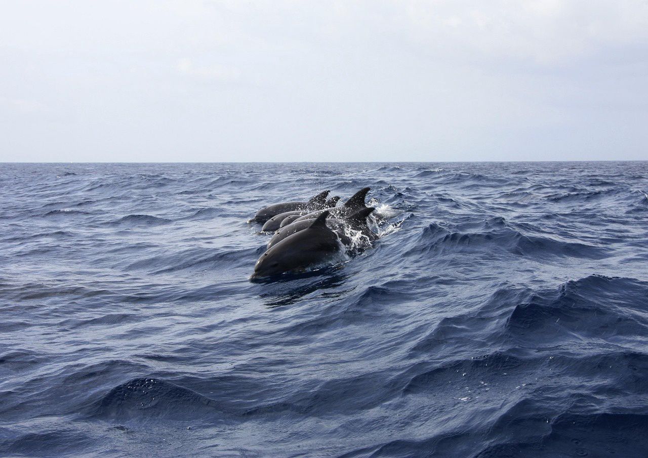 Russia reaches for trained dolphins