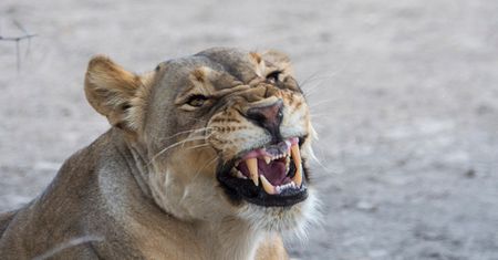 Lwy wydostały się z wybiegu i biegały po zoo. Jedna osoba nie żyje