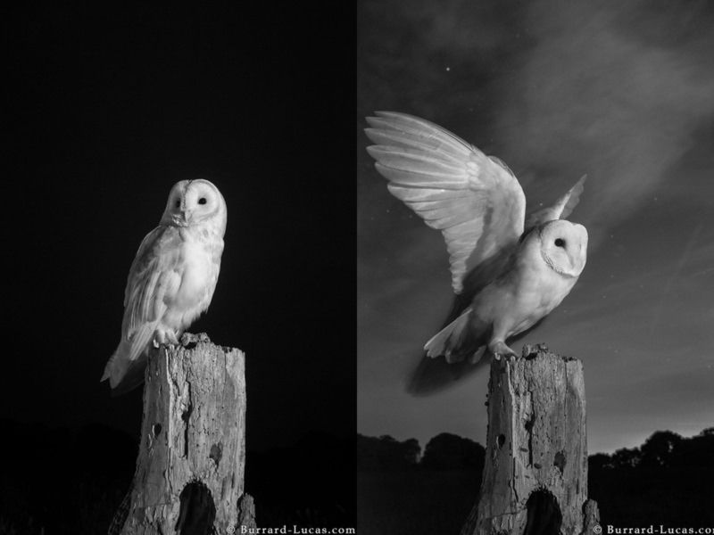 Will Burrard-Lucas sfotografował przepiękne sowy w podczerwieni 5