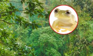 Naukowcy opisali nowy gatunek. Drugie odkrycie w ciągu roku