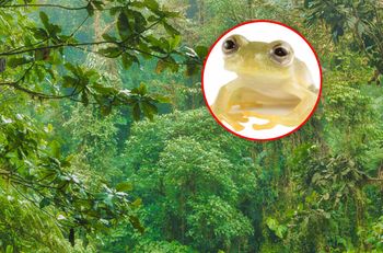 Naukowcy opisali nowy gatunek. Drugie odkrycie w ciągu roku