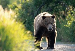 Niedźwiedzie blisko domów. Policja tworzy specjalną grupę