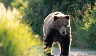 Niedźwiedzie blisko domów. Policja tworzy specjalną grupę