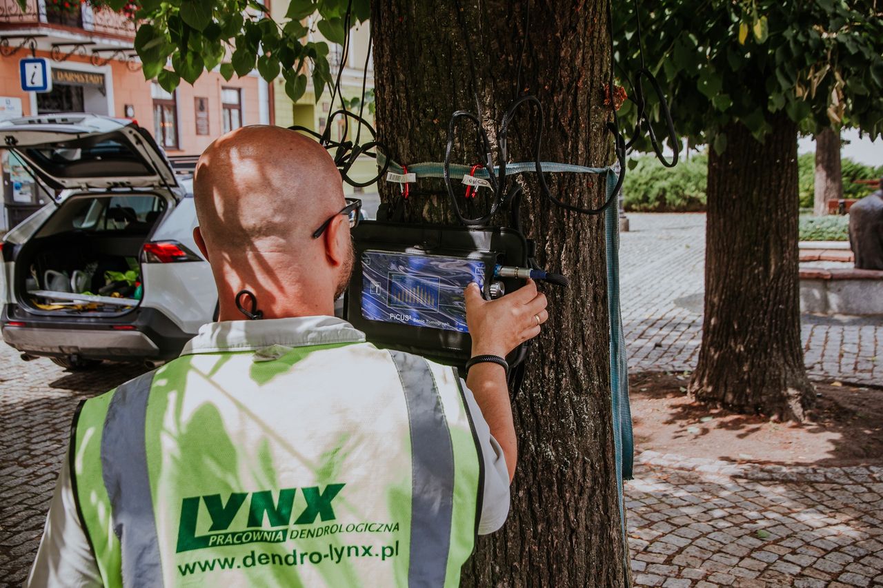 Zazieleniony Stary Rynek - prace trwają