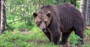 Odstrzelą 350 niedźwiedzi. Ekspert: "Katastrofa". Mówi o zagrożeniach