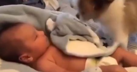Pies zauważył, że dziecko leży bez okrycia. Jego reakcja chwyta za serce