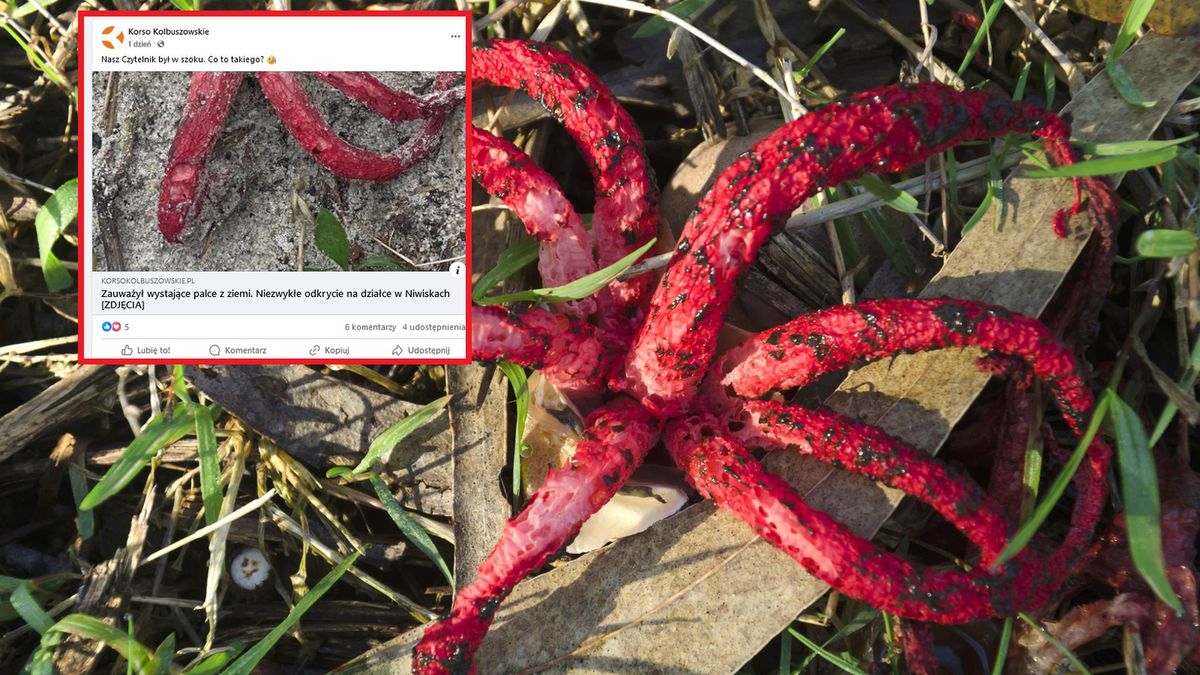 Okratek australijski