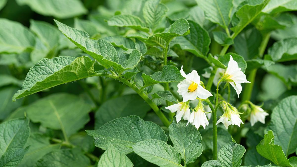 Polacy jedzą na kilogramy i nie wiedzą, jak sobie szkodzą. Popularne warzywo zamienia się w truciznę.