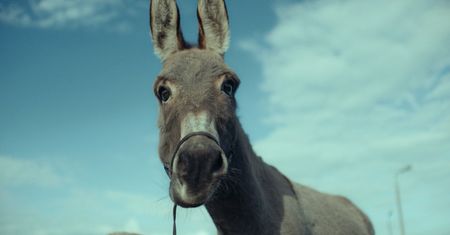 Film Jerzego Skolimowskiego z nominacją do Oscara