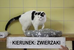 Wrocław. Kolekcjonerskie trofea za dobre serce. MPK nagrodzi sympatyków zwierząt