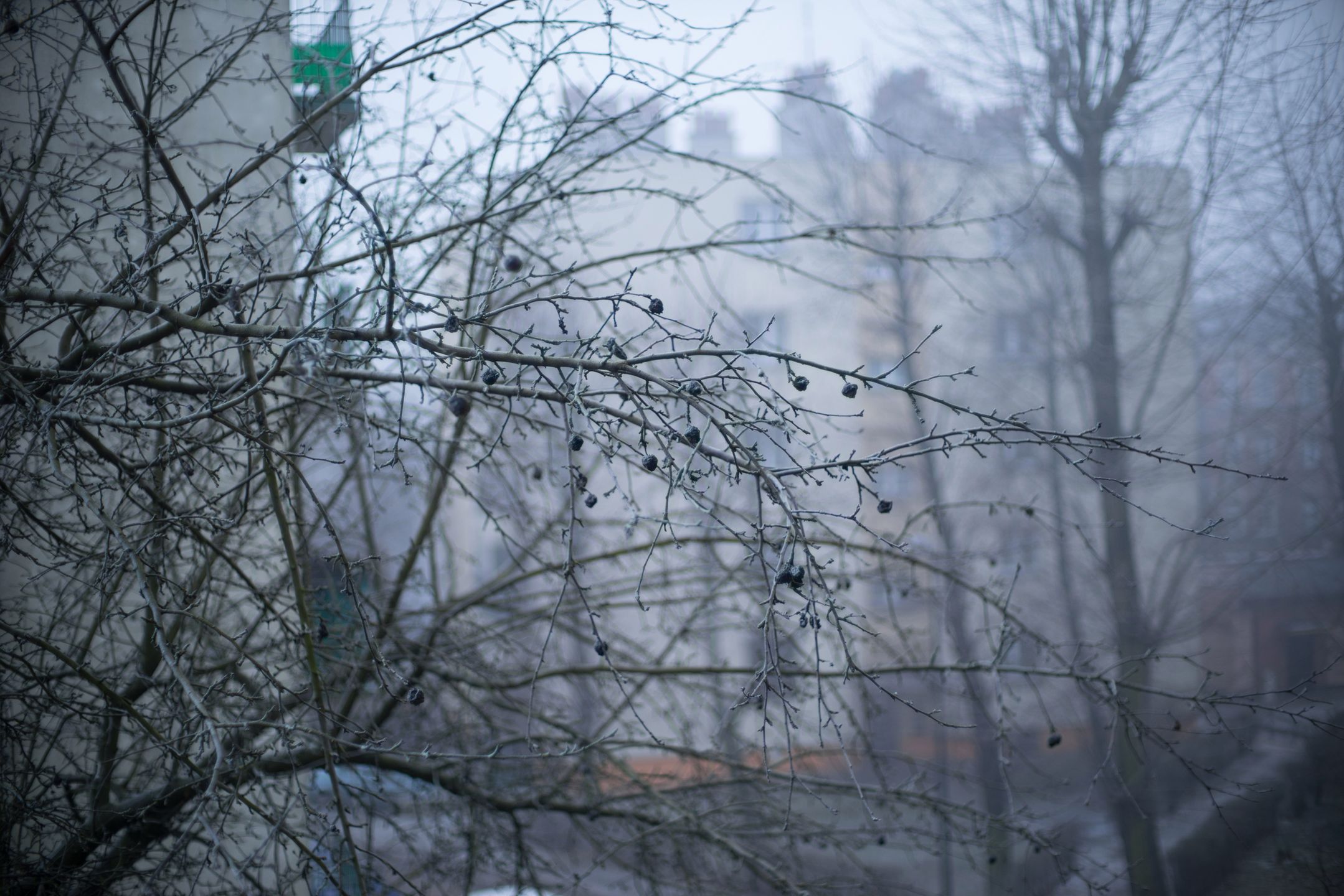 Voigtländer VM 50 mm f/1.1 Nokton - bardzo jasna pięćdziesiątka, która kreuje własną rzeczywistość [test] 50